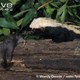 Illustration for article titled Monday Mustelid - Poecilogale albinucha Edition